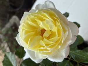 PAPERCHASE (floribunda)